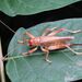 Sericgryllacris unicolor - Photo (c) jiangyou, todos los derechos reservados, subido por jiangyou