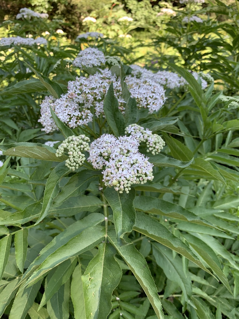Sambucus ebulus — a medium houseplant, prefers full sun light