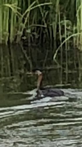 Red-necked Grebe