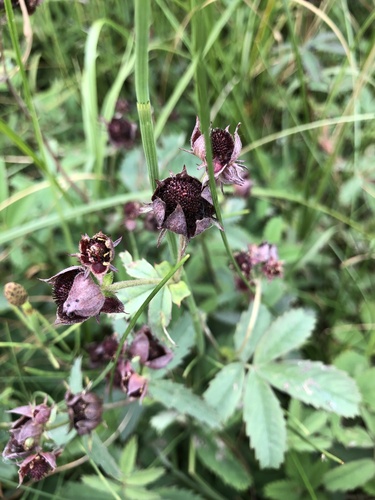 marsh cinquefoil