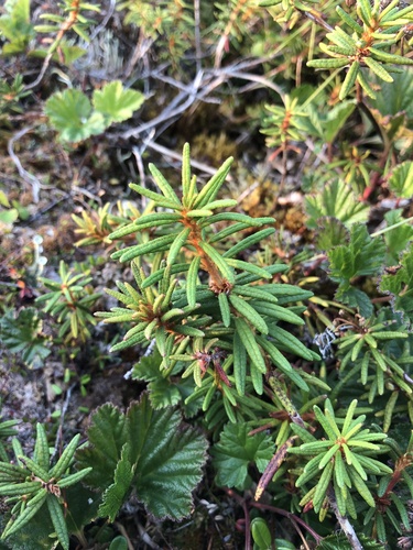 marsh Labrador tea