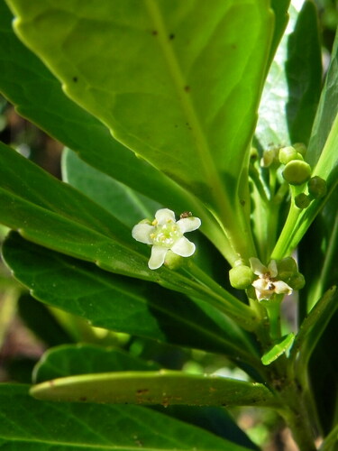 Peripterygia marginata