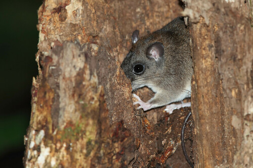 Lowland Mammelomys (Mammelomys rattoides), listed as Least Concern on the IUCN Red List