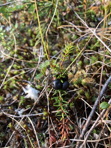black crowberry