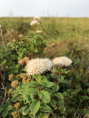 Steven's Spirea