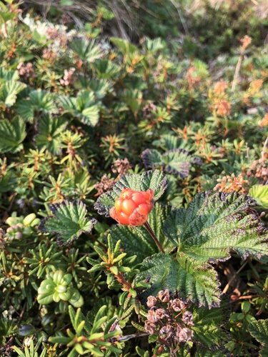 cloudberry