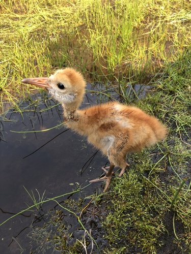 Sandhill Crane