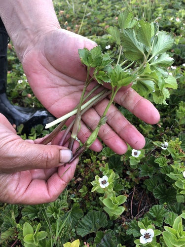 Scots Lovage