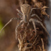 Trapezoid Crab Spider - Photo (c) Steven Christophers, all rights reserved, uploaded by Steven Christophers