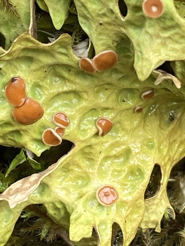 Cabbage Lung Lichen