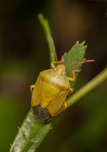Gorse Shield Bug