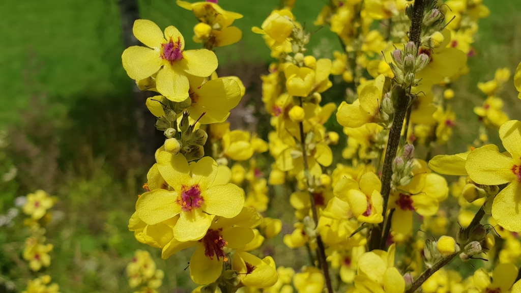 Dark mullein
