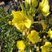 Oenothera oehlkersi - Photo (c) ornithoboy, all rights reserved, uploaded by ornithoboy