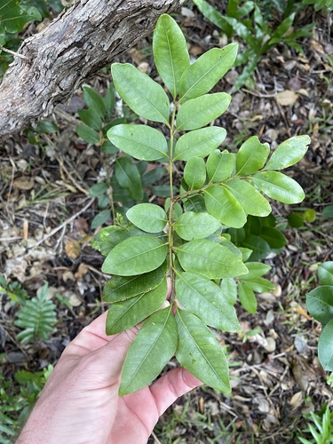 Guioa coriacea