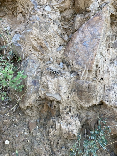 Shaanxi Mountain Agama