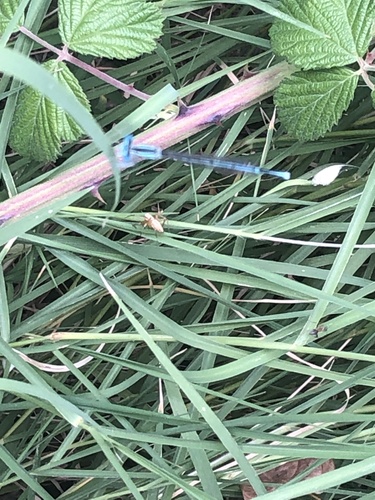 Blue Featherleg