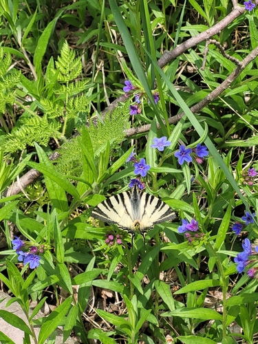 Scarce Swallowtail