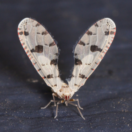 Sikaiana harti (Metcalf, 1923)