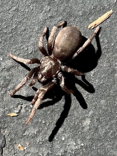 False Tarantula