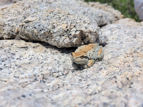 iNaturalist observation photo of Pacific chorus frog