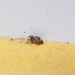 photo of Asiatic Wall Jumping Spider (Attulus fasciger)