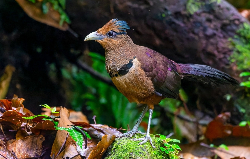 Rufous-vented Ground-Cuckoo photo