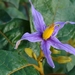 Solanum paludosum - Photo 由 Lucas Kaminski 所上傳的 (c) Lucas Kaminski，保留所有權利