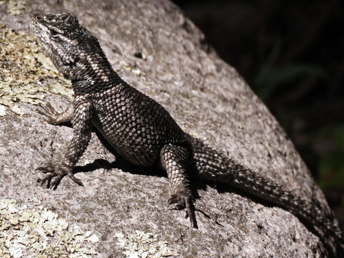 Yarrow's Spiny Lizard