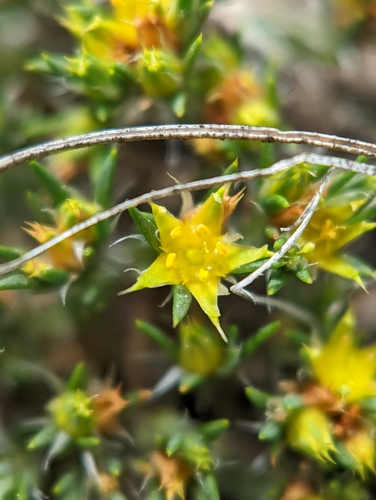 Creeping nailwort