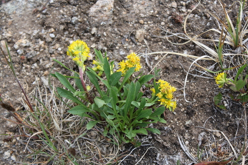 baby goldenrod (Solidago nana)