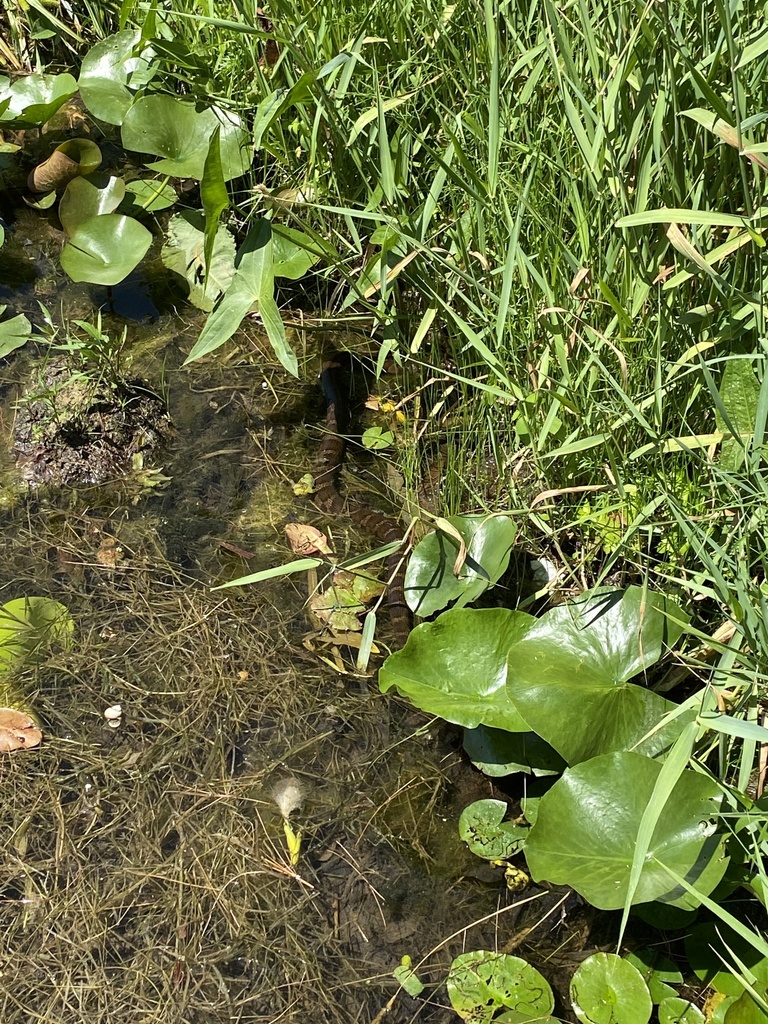 Northern Watersnake from Peppermill Lake, Oxford, WI, US on July 14, 2022 at 0222 PM by peglerw