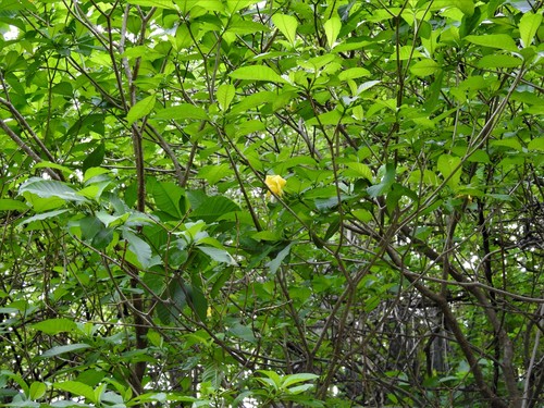 Tabernaemontana tomentosa