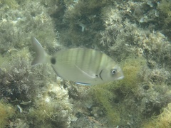 White Sea Bream