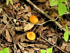 Xeromphalina tenuipes image