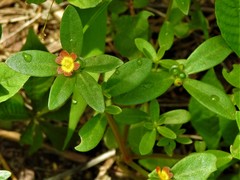 Xeromphalina tenuipes image