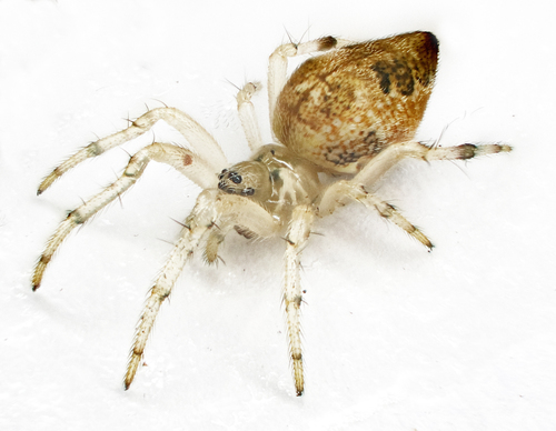 Cyclosa alba