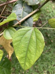 Passiflora auriculata image