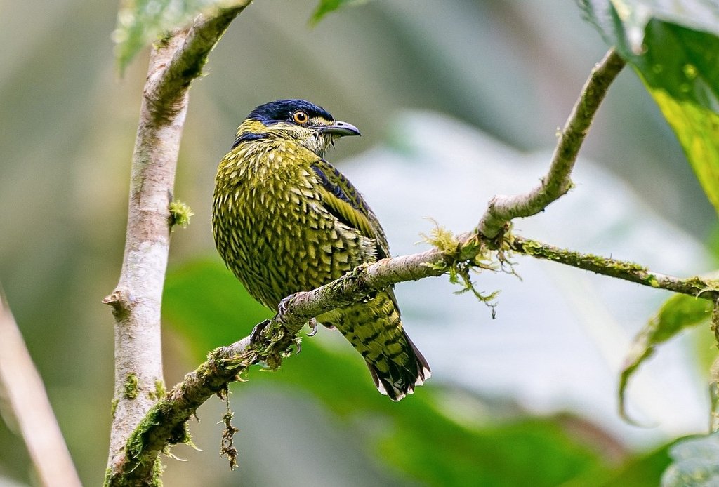 Scaled Fruiteater (Ampelioides tschudii) photo