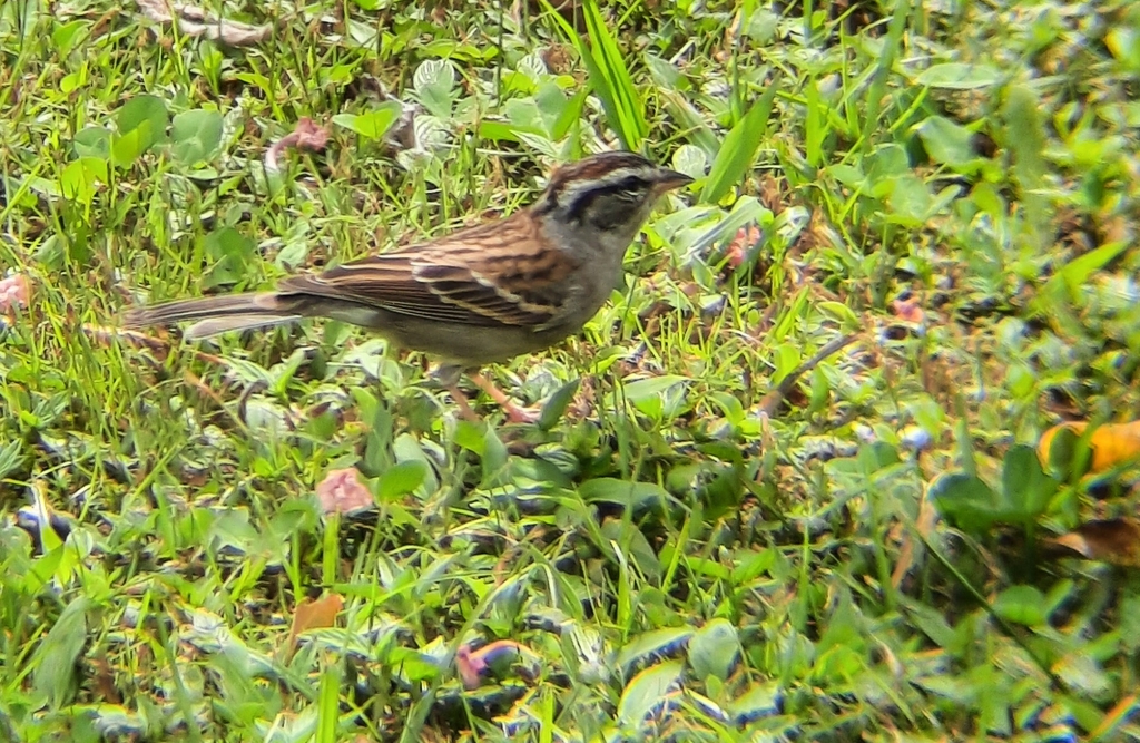 Chipping Sparrow from San José Province, Copey District, Costa Rica on November 28, 2021 at 11