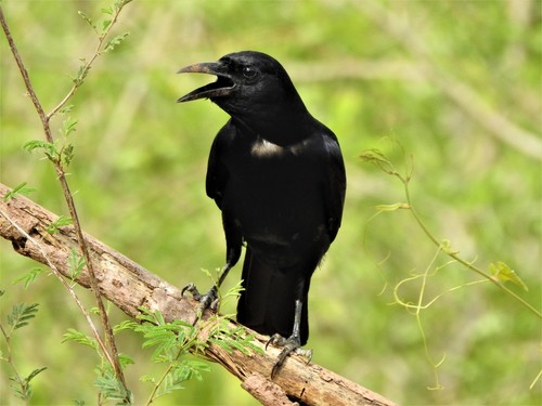 Sinaloa Crow