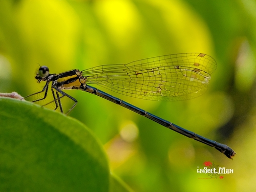 Marsh Dancer