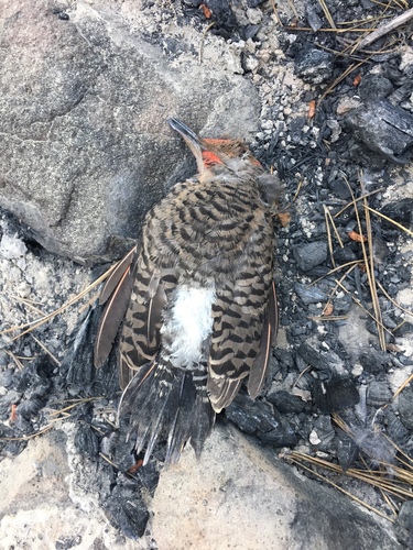 iNaturalist observation photo of Northern Flicker