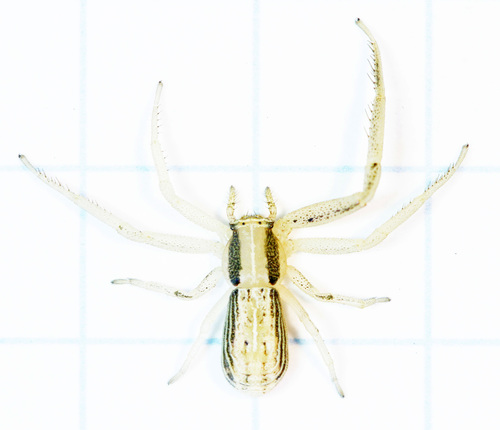 Runcinia insecta (L.Koch, 1875)