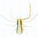 Runcinia insecta - Photo (c) kunag-ping_yu, כל הזכויות שמורות, הועלה על ידי kunag-ping_yu