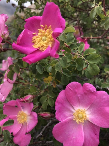 Rosa webbiana