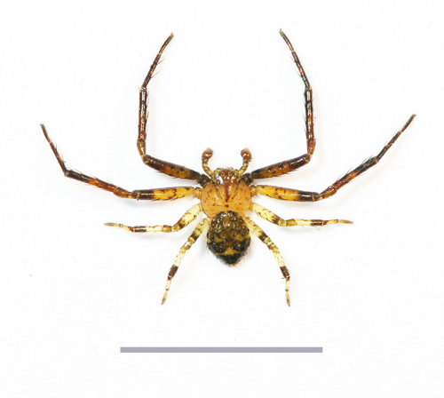 Takachihoa truciformis