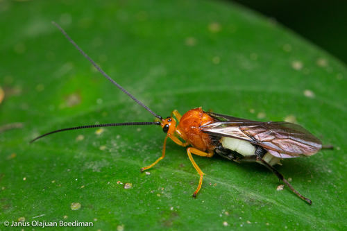 Genus Batothecoides · iNaturalist