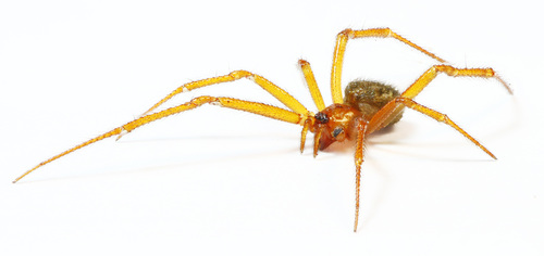 Red House Spider