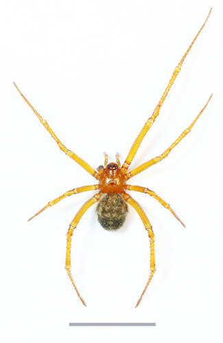 Red House Spider