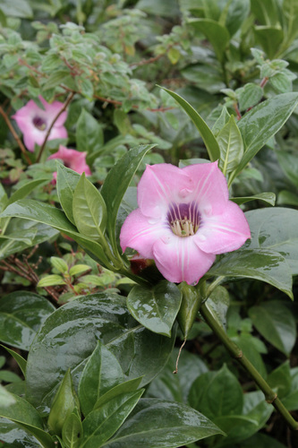 Symbolanthus elisabethae